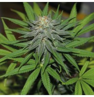 Auto Pineapple Feminised Gold