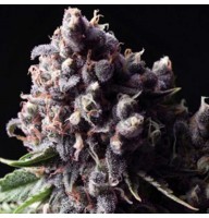 Auto Purple Feminised Gold