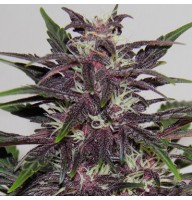 Auto Purple Kush Feminised Gold