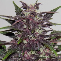 Auto Purple Kush Feminised Gold