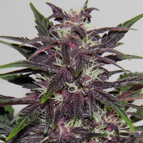 Auto Purple Kush Feminised Gold