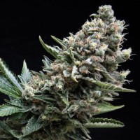 Auto Queen Feminised Gold