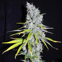 Auto Skunk Haze Feminised Gold