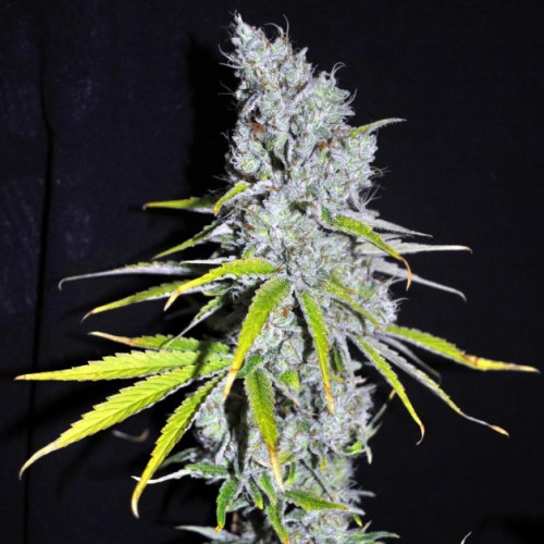 Auto Skunk Haze Feminised Gold