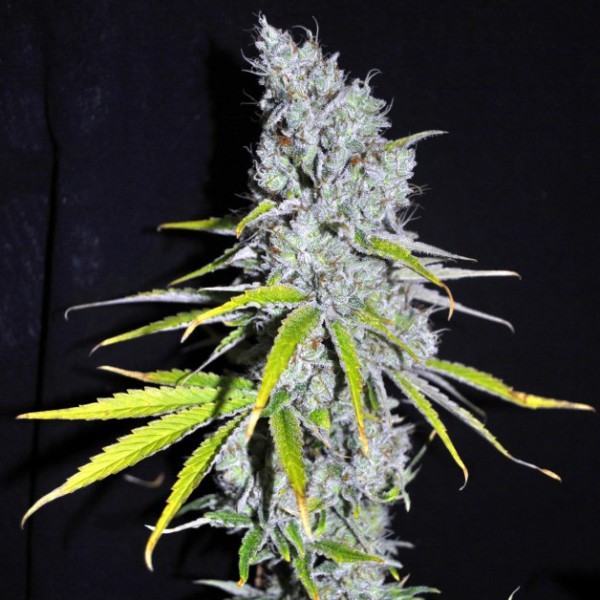 Auto Skunk Haze Feminised Gold