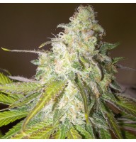 Auto Sour Diesel Feminised Gold