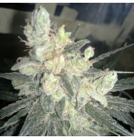 Auto Super Lime Haze Feminised Gold
