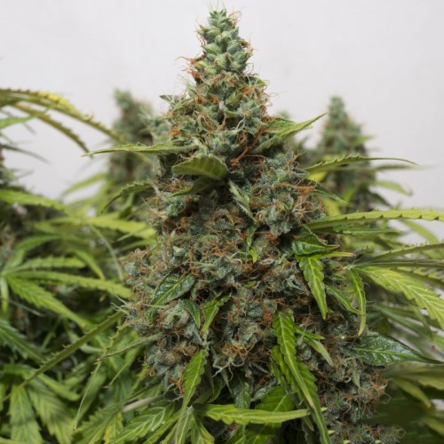 Auto Super Mazar Feminised Gold seeds