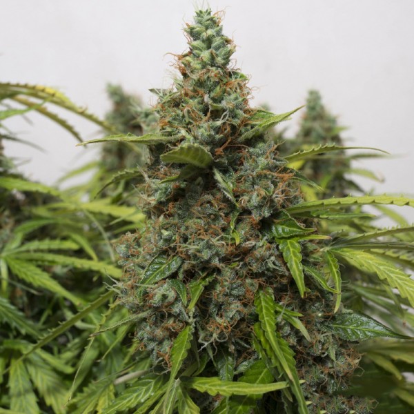 Auto Super Mazar Feminised Gold seeds
