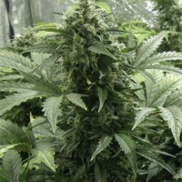 Auto White Dwarf Feminised Gold