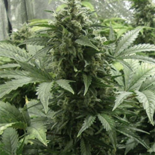 Auto White Dwarf Feminised Gold