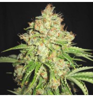 Auto F*cking Dead Russian Feminised Gold (Auto White Russian Feminised Gold)