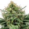 Auto Jack Herer Feminised Gold