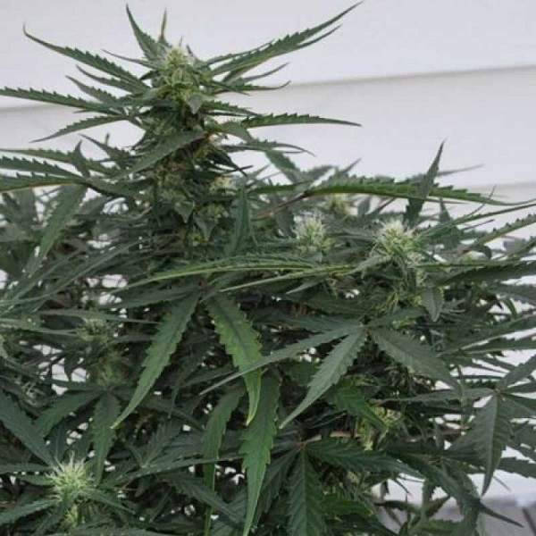 Auto White Dwarf Feminised Gold