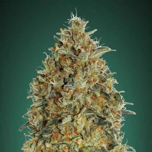 Blue Gorilla Feminised Gold