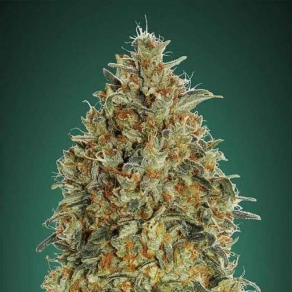 Blue Gorilla Feminised Gold