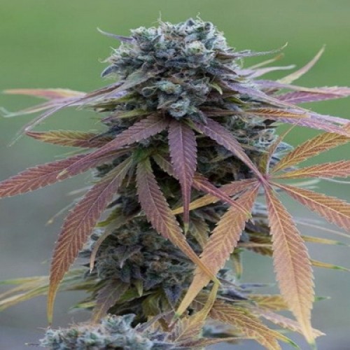 Blue Kush Feminised Silver