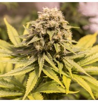 CBD Critical Mass Feminised Gold