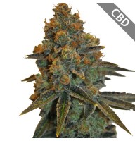 Auto CBD New York Diesel Feminised Gold