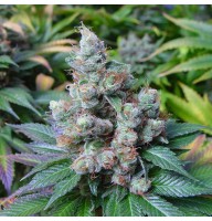 CBD NYC Diesel Feminised Gold