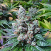 Насіння CBD NYC Diesel Feminised Gold