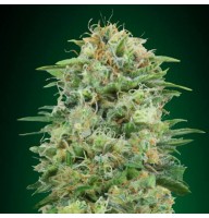 CBD White Widow Feminised Gold