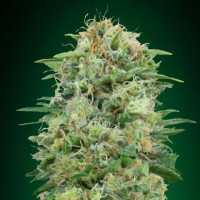 Насіння CBD White Widow Feminised Gold