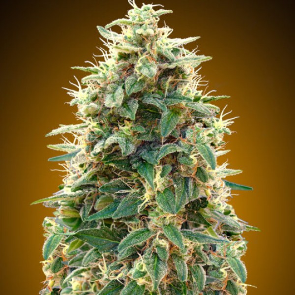 Cheeseberry Feminised Gold