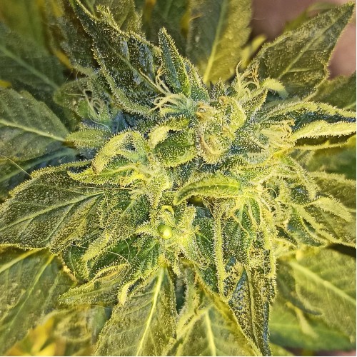 Critical Jack Feminised Gold