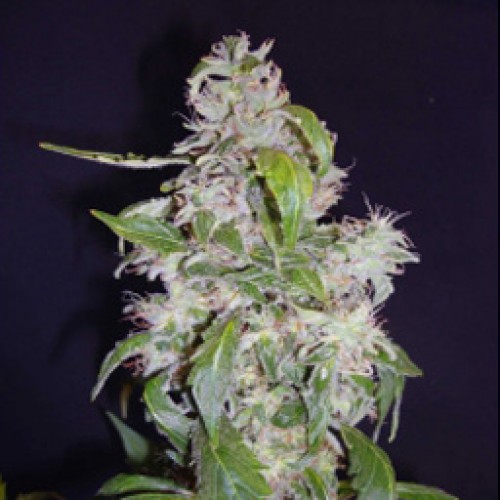 Diesel Feminised Gold