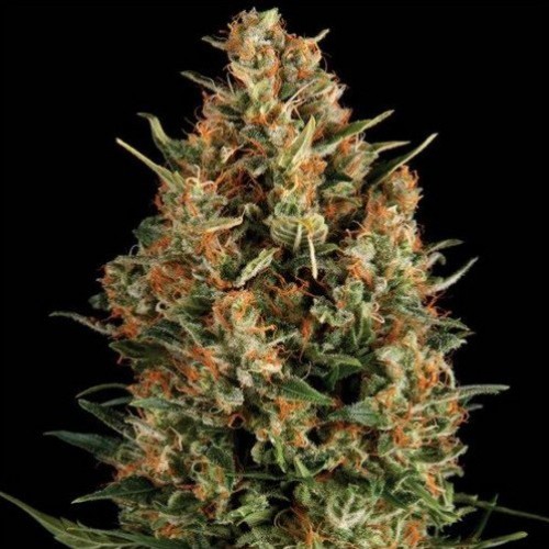 English Special Feminised Gold