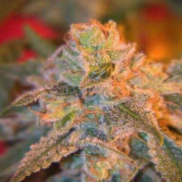 Grapefruit Haze Feminised Gold