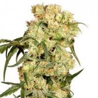 Auto Darkberry Kush Feminised Gold