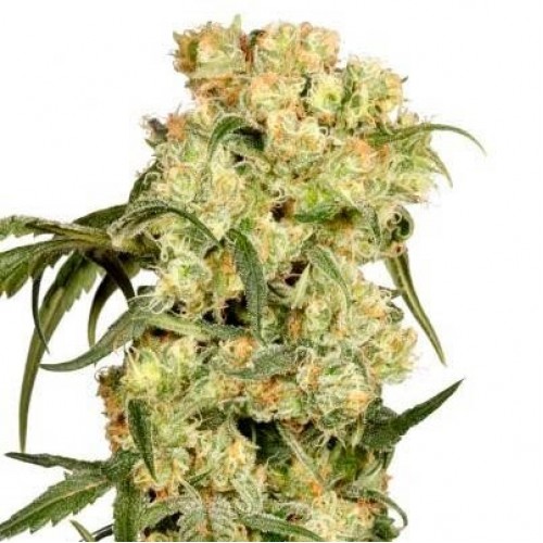 Auto Darkberry Kush Feminised Gold