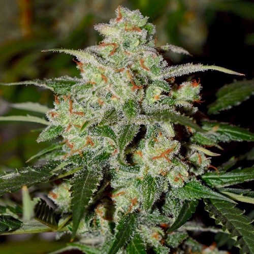Auto Cookies Feminised Gold