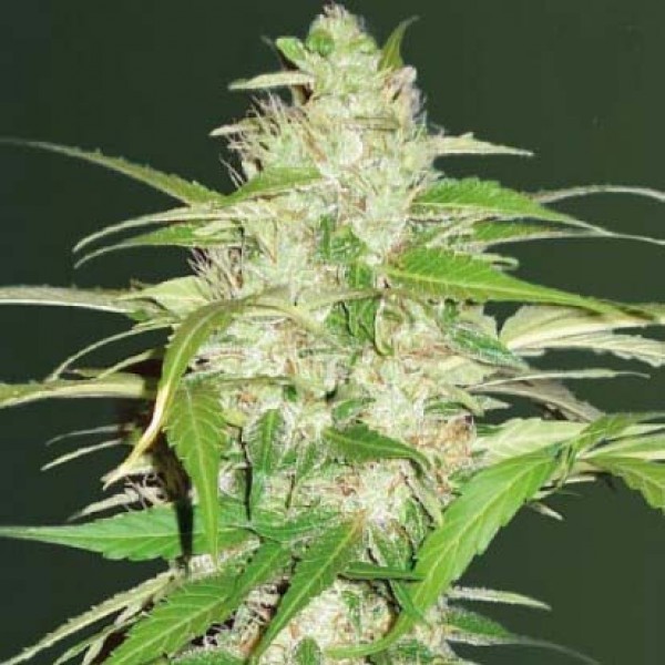 Auto Energy Plant Feminised Gold