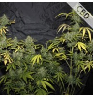 CBD Amnesia Feminised Gold