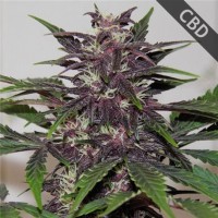 CBD Blueberry Feminised Gold