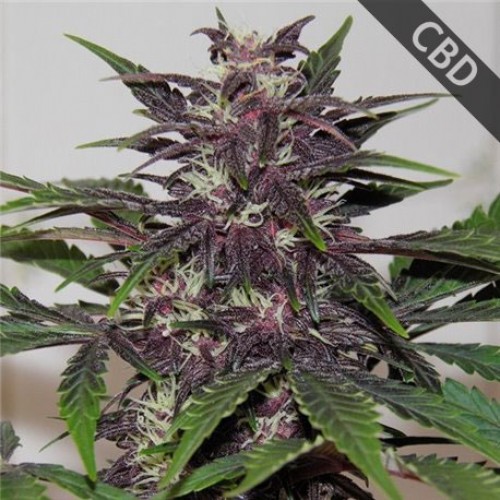 CBD Blueberry Feminised Gold