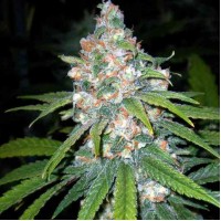 Lemon Ultra Haze Feminised Gold