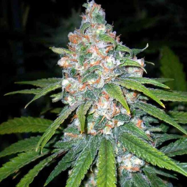 Lemon Ultra Haze Feminised Gold