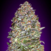 Насіння New York Diesel Feminised Gold