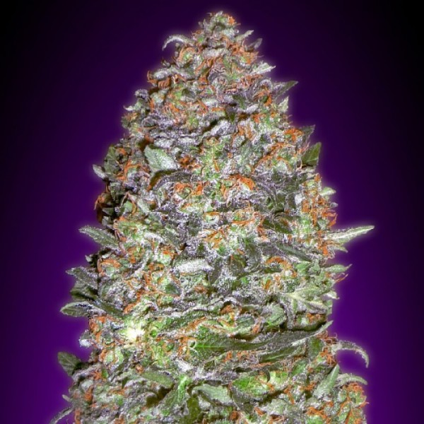 Насіння New York Diesel Feminised Gold