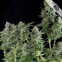 Auto CBD Northern Lights Feminised Gold