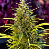 Citrus Bud Feminised Gold