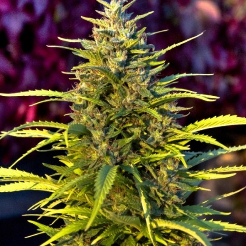 Citrus Bud Feminised Gold