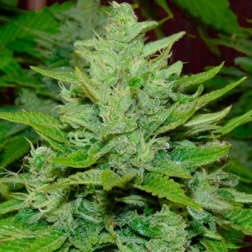 Pepoberry Feminised Gold