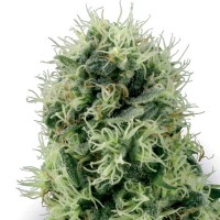 Energy Plant Feminised Gold