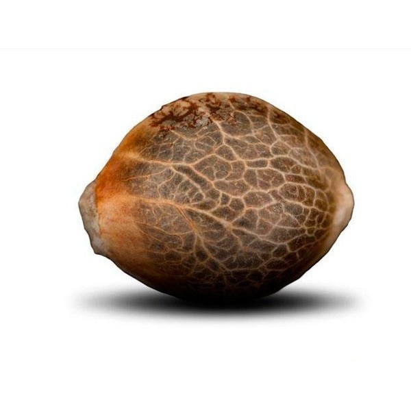 Auto Green Crack Feminised Gold