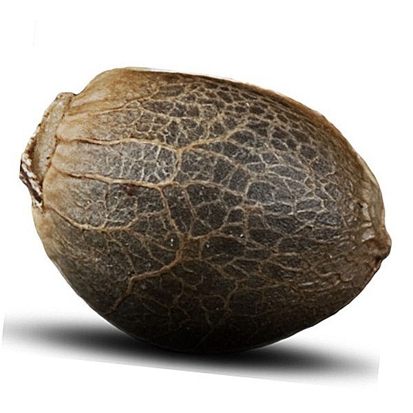 Auto Girl Scout Cookies Feminised Gold